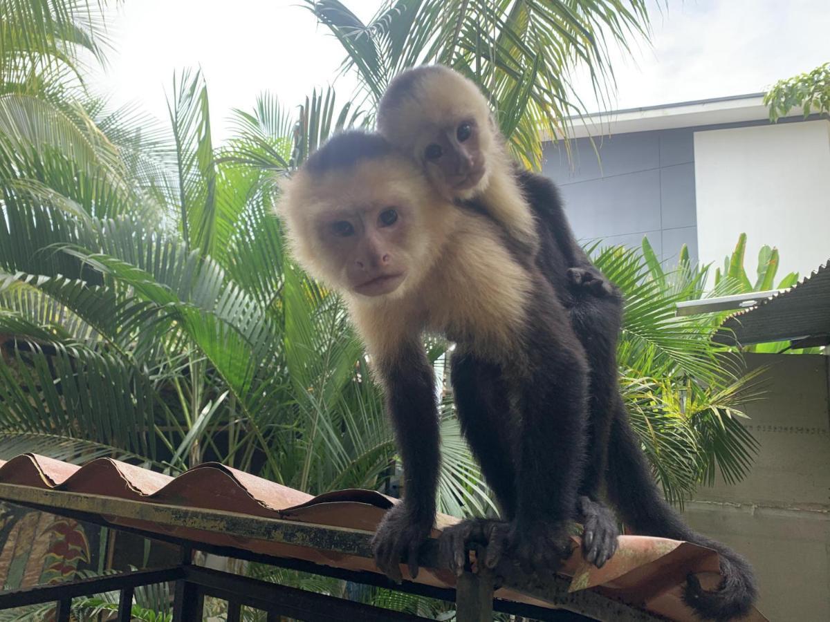 La Posada Jungle Hotel Manuel Antonio Luaran gambar